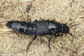 Attēlu rezultāti vaicājumam “Quedius dilatatus”