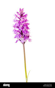 Attēlu rezultāti vaicājumam “Dactylorhiza maculata flower”