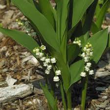 Attēlu rezultāti vaicājumam “Convallaria majalis flower”