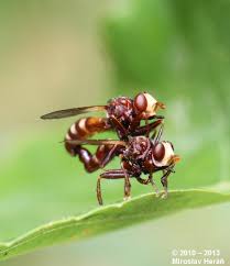 Attēlu rezultāti vaicājumam “Sicus ferrugineus”