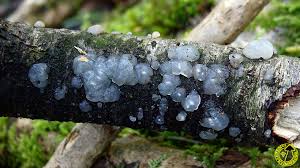 Attēlu rezultāti vaicājumam “Myxarium nucleatum”