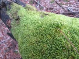 Attēlu rezultāti vaicājumam “Hypnum cupressiforme var. filiforme”