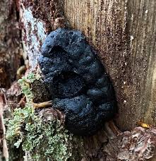 Attēlu rezultāti vaicājumam “Amaurochaete atra macro”