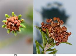 Attēlu rezultāti vaicājumam “Calluna vulgaris bud”