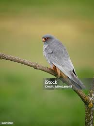 Image result for Falco vespertinus