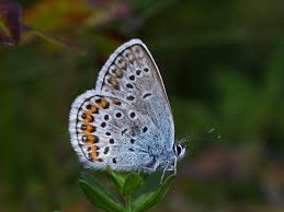 Attēlu rezultāti vaicājumam “Plebejus argus / Plebejus idas”