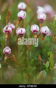 Attēlu rezultāti vaicājumam “Oxycoccus palustris flower”