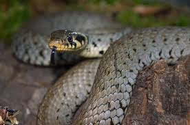 Image result for Ringelnatter