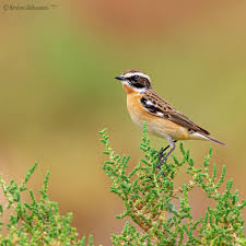 Attēlu rezultāti vaicājumam “Saxicola rubetra”