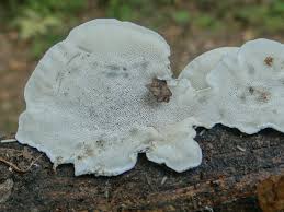 Attēlu rezultāti vaicājumam “Postia guttulata”