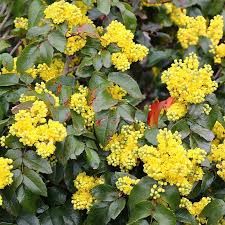 Attēlu rezultāti vaicājumam “Mahonia aquifolium flower”