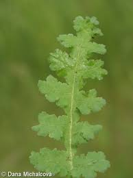 Attēlu rezultāti vaicājumam “Pedicularis sceptrum-carolinum”