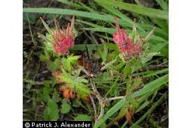 Attēlu rezultāti vaicājumam “Geranium pusillum flower”