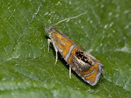 Attēlu rezultāti vaicājumam “Olethreutes arcuella”