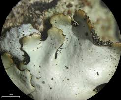 Attēlu rezultāti vaicājumam “Hypotrachyna sp.”