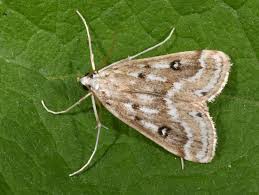 Attēlu rezultāti vaicājumam “Parapoynx stratiotata”