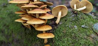 Attēlu rezultāti vaicājumam “Phleogena faginea young”