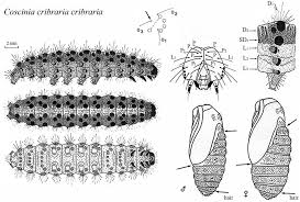 Attēlu rezultāti vaicājumam “Coscinia cribraria imago”