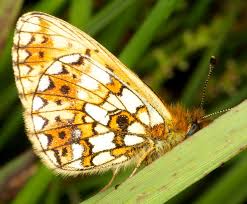 Attēlu rezultāti vaicājumam “Clossiana selene underside”
