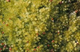 Attēlu rezultāti vaicājumam “Sphagnum molle”