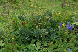 Attēlu rezultāti vaicājumam “Daphne mezereum”