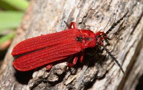 Attēlu rezultāti vaicājumam “Lycidae”