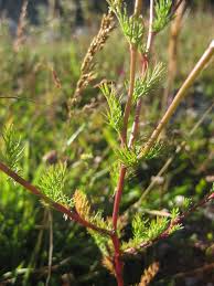 Attēlu rezultāti vaicājumam “Matricaria discoidea leaf”