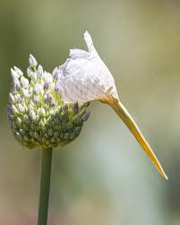 Attēlu rezultāti vaicājumam “Allium sativum bud”