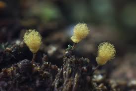 Attēlu rezultāti vaicājumam “Hemitrichia calyculata”