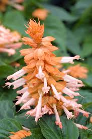 Image result for Salvia splendens