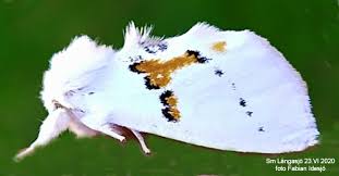 Attēlu rezultāti vaicājumam “Leucodonta bicoloria”