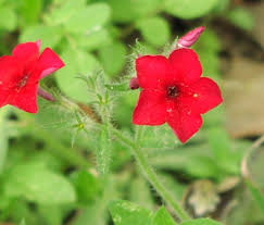 Image result for Phlox drummondii