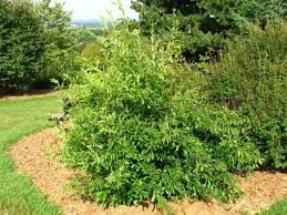 Attēlu rezultāti vaicājumam “Cinclidium stygium”