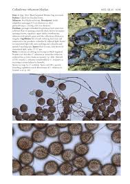 Attēlu rezultāti vaicājumam “Colloderma oculatum spores”