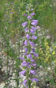 Attēlu rezultāti vaicājumam “Campanula bononiensis”