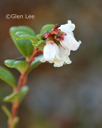 Attēlu rezultāti vaicājumam “Vaccinium vitis-idaea flower”