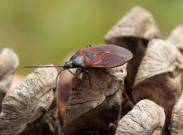 Attēlu rezultāti vaicājumam “Gastrodes grossipes”