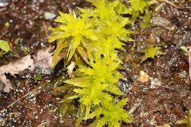 Attēlu rezultāti vaicājumam “Sphagnum subsecundum”