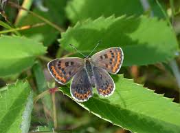 Attēlu rezultāti vaicājumam “Lycaena tityrus underside”