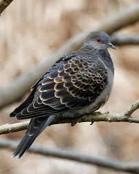 Image result for Streptopelia orientalis