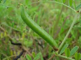 Attēlu rezultāti vaicājumam “Vicia sepium fruit”