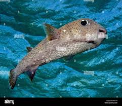 Image result for Diodon hystrix