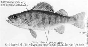 Image result for Perca flavescens