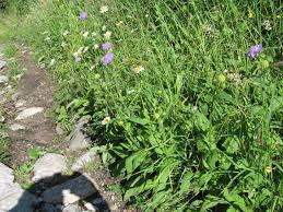 Image result for Knautia dipsacifolia