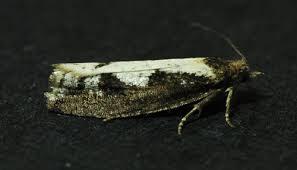 Attēlu rezultāti vaicājumam “Epinotia sordidana”