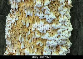 Attēlu rezultāti vaicājumam “Pycnoporellus alboluteus”