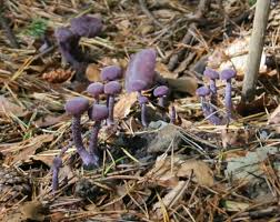Attēlu rezultāti vaicājumam “Laccaria amethystina”