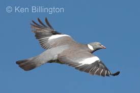 Image result for Columba palumbus
