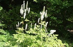 Image result for Silberkerze