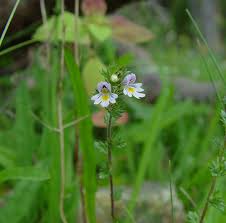 Attēlu rezultāti vaicājumam “Euphrasia”